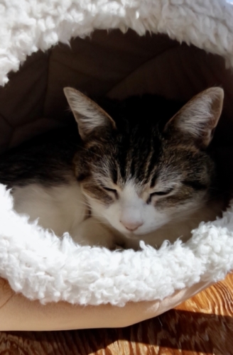 正月休みのお知らせ の商品画像